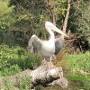 Wienwoche 038